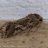 Mediterranean Brocade Moth