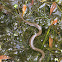 Florida Banded Watersnake