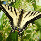 Western Tiger Swallow Tail