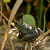 Northern Green Frog