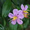 Sendudok / Singapore Rhododendron