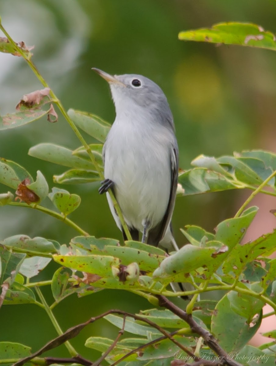 Blue-gray Gnatcatcher