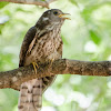 Indian or Short-winged Cuckoo