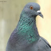 Pigeon-Good Old Messenger