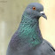 Pigeon-Good Old Messenger