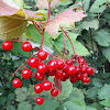 High-bush-Cranberry (berries)