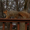 Fox Squirrel