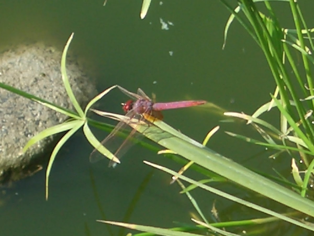 Crimson marsh glider dragonfly (male)
