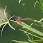 Crimson marsh glider dragonfly (male)