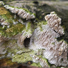 white decay fungus