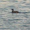 Common loon