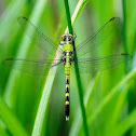 Green Darner