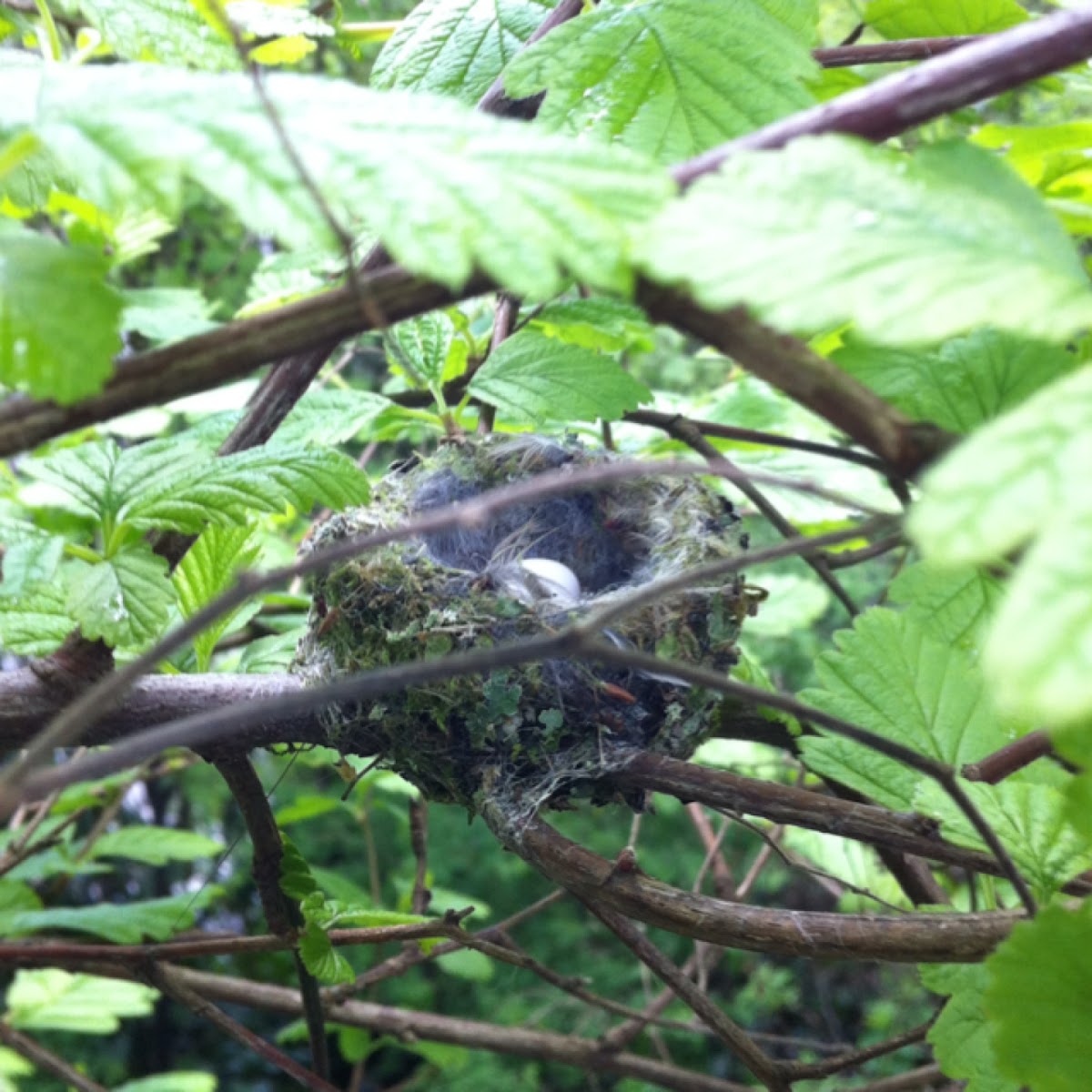 Anna's Hummingbird Nest w/ Eggs