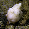 Tuberculated Frogfish