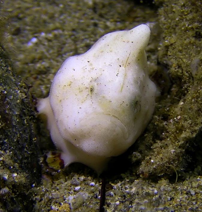 Tuberculated Frogfish