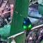 Inca de Frontino hummingbird