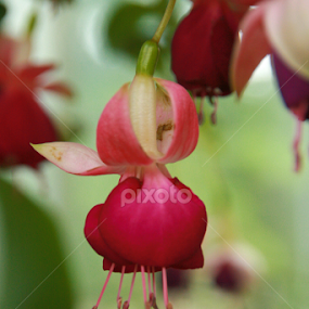 Fuchsia drop by April Gorniak - Flowers Single Flower