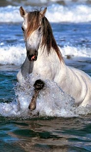 Download Horse Wallpapers APK for Android