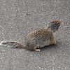columbian ground squirrel