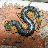Florida blue centipede