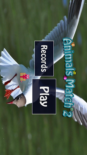 Interesting Bird Game