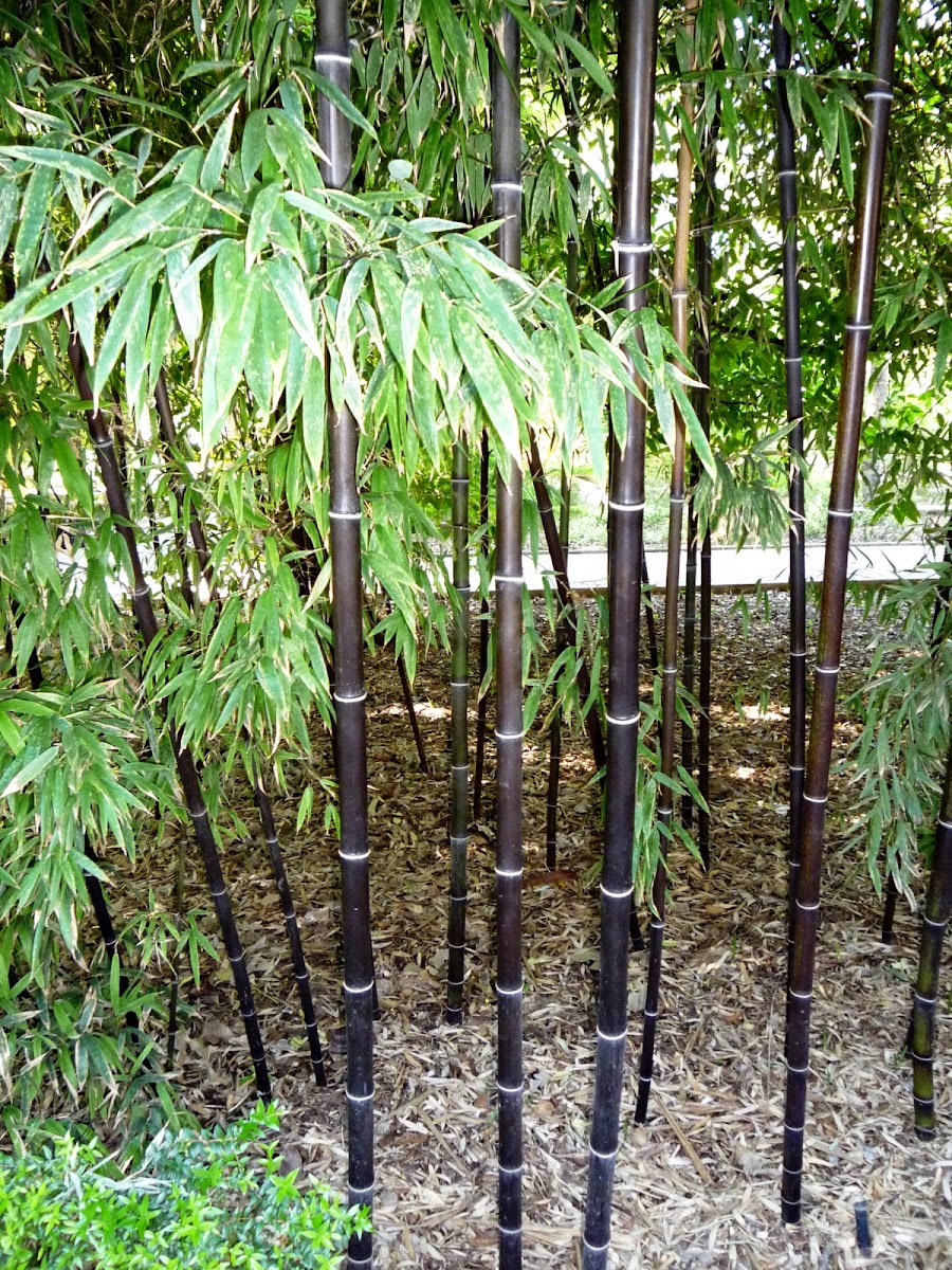 Bambú negro