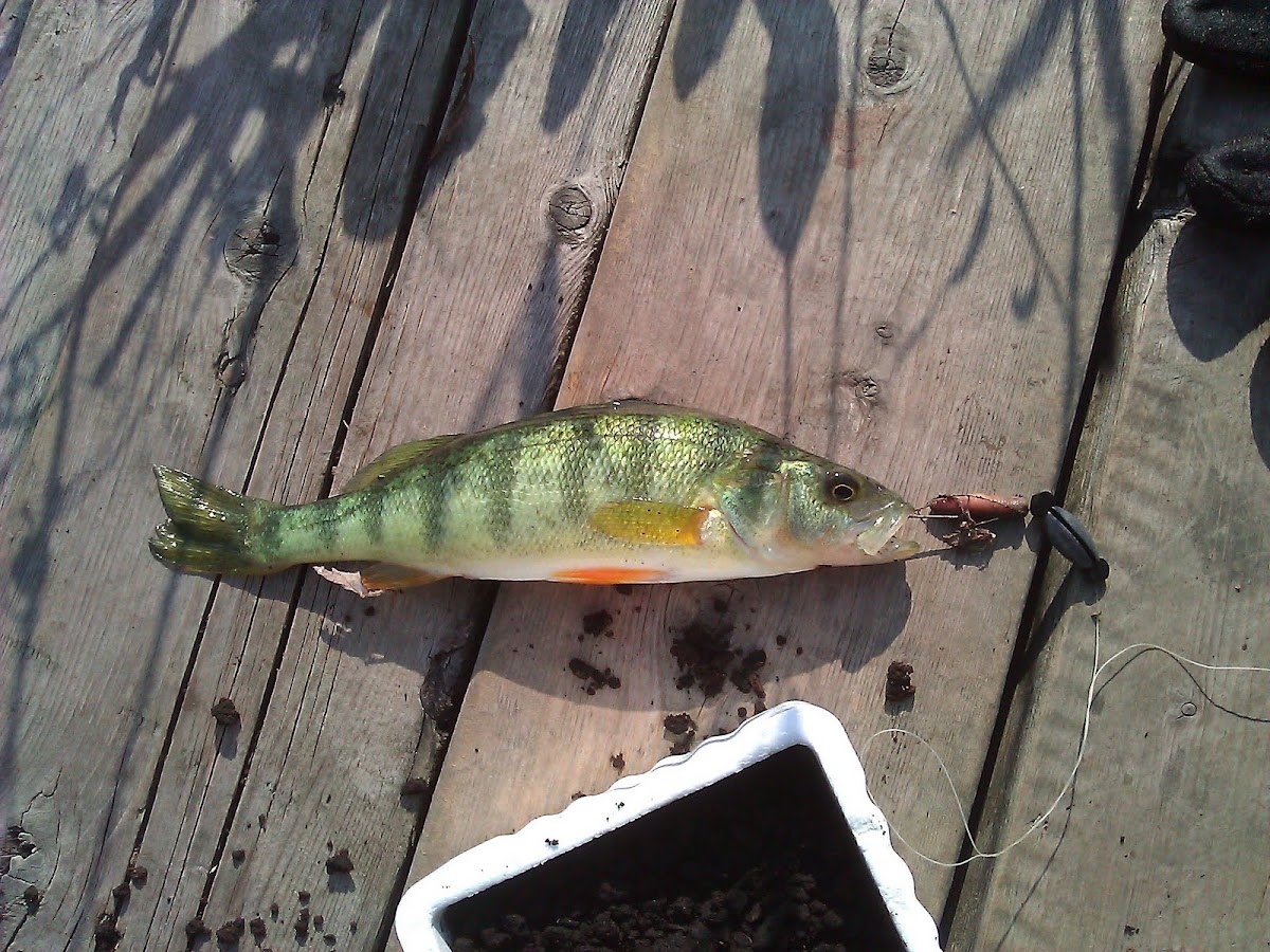 Yellow Perch