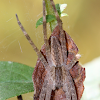Nursery Web Spider (juvenile)