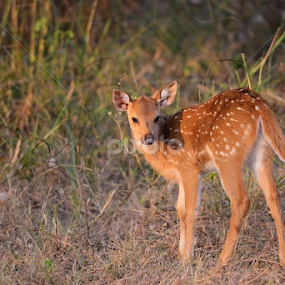 Chital Fawn by Nimit Virdi - Animals Other Mammals