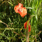 Common Poppy