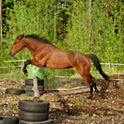 Live Hest Paper BETATEST logo