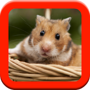 Hamster Care Guide  Icon