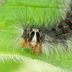 North American gypsy moth