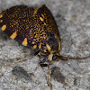 Lichen Case Moth (male)