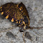 Lichen Case Moth (male)