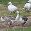 Domestic Greylag Geese