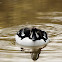 Goldeneye duck (Anatra quattrocchi)