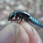 Rove beetle