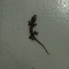 Black Gecko