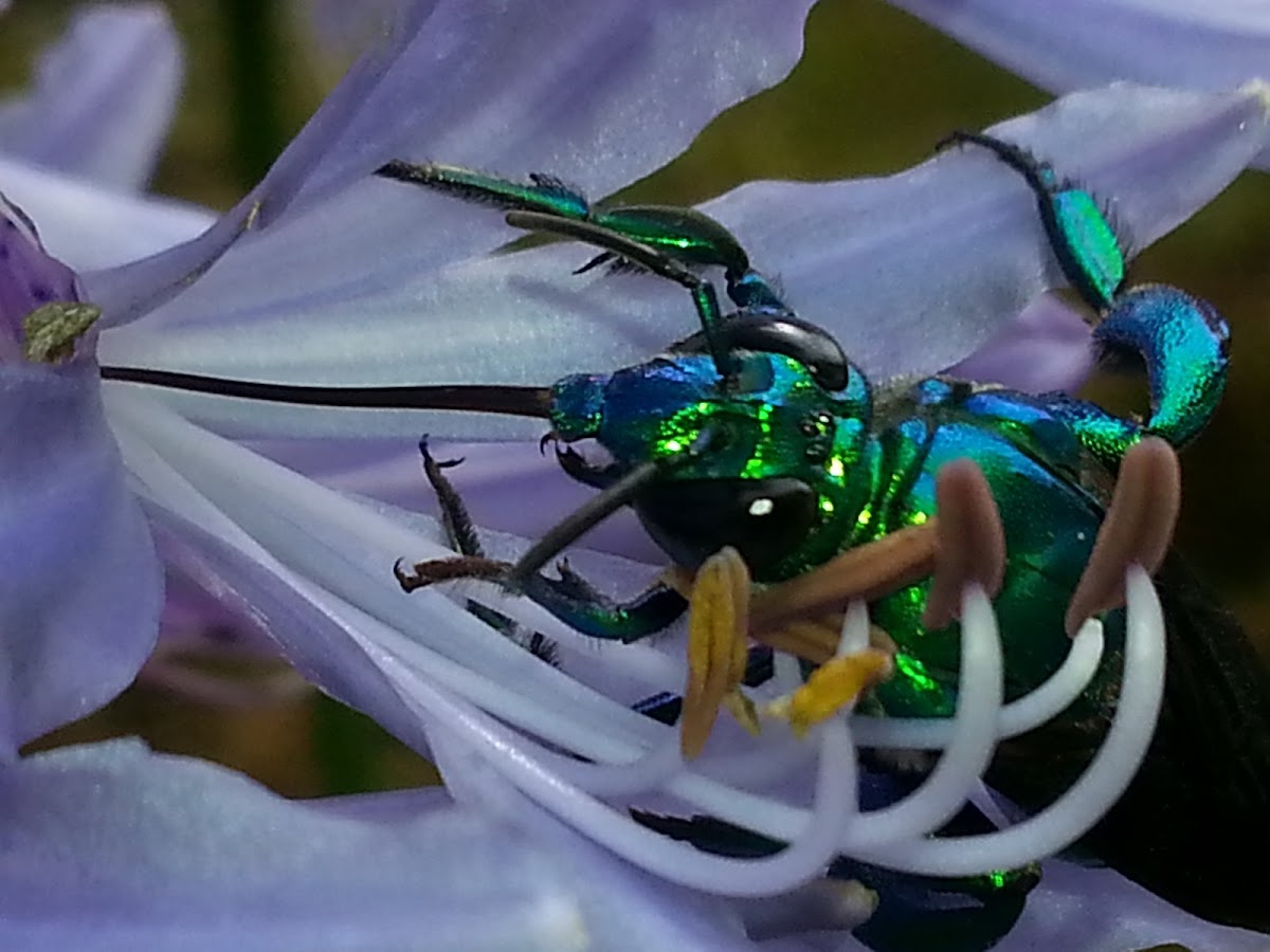 Metallic blue & green wasp