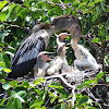 Anhinga - Mother Feeding Chicks