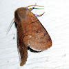 Ruby Quaker Moth
