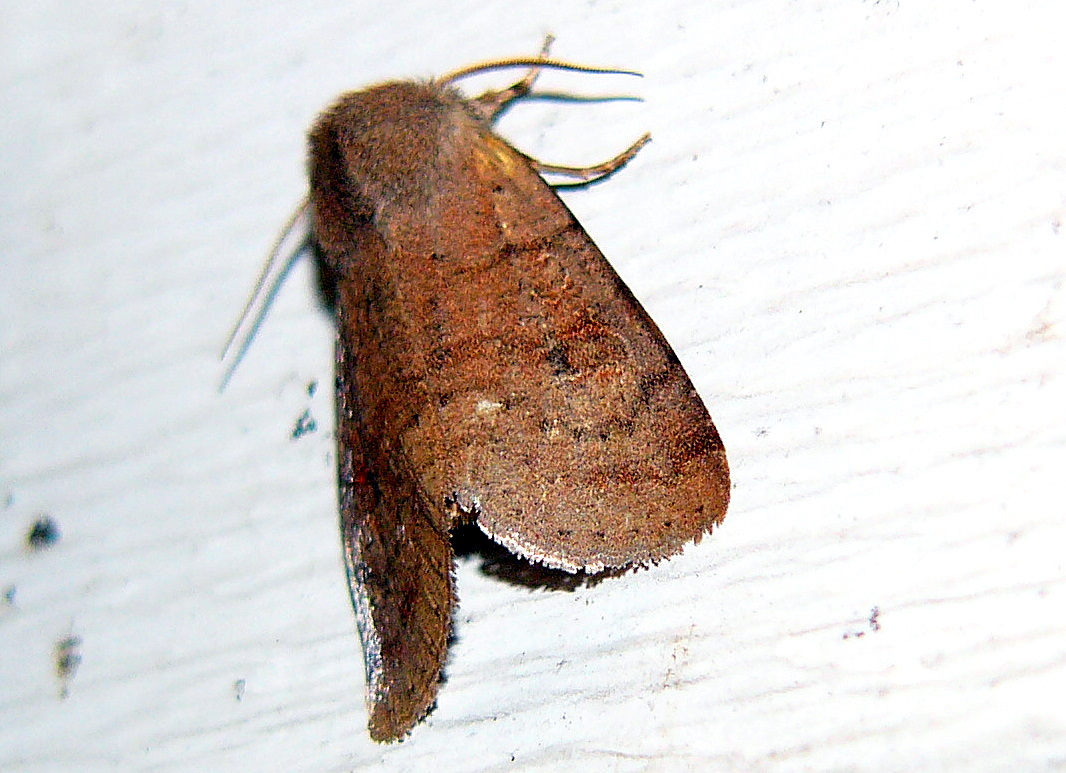 Ruby Quaker Moth