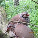  Red-legged Partridge
