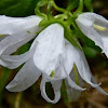white bellflower, Rautenblättrige Glockenblume