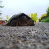 Snapping Turtle