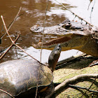Caiman and Black Turtle
