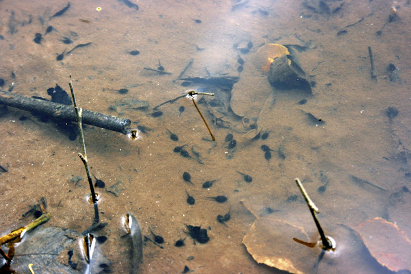 Fowler's Toad (tadpoles) | Project Noah