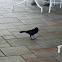 Greater Antillean Grackle