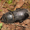 Lesser-stag-beetle